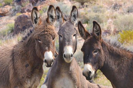 Burros 