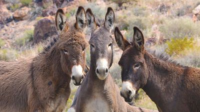 Burros 