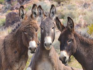 Burros Burros
