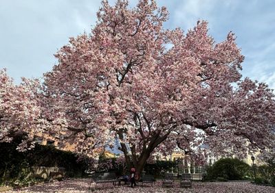 Im Frühling wird Bellinzona im Tessin nicht nur lebhafter, sondern blüht es auch überall in der Stadt