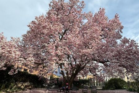 Im Frühling wird Bellinzona im Tessin nicht nur lebhafter, sondern blüht es auch überall in der Stadt