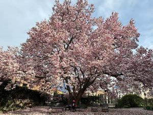 Im Frühling wird Bellinzona im Tessin nicht nur lebhafter, sondern blüht es auch überall in der Stadt Im Frühling wird Bellinzona im Tessin nicht nur lebhafter, sondern blüht es auch überall in der Stadt