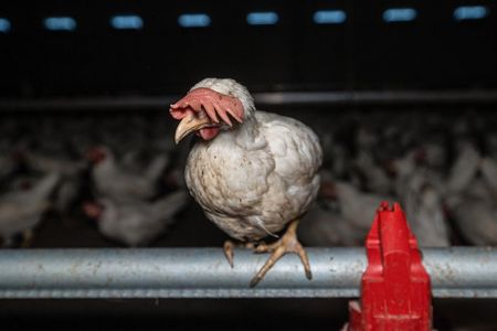 Tiertötungen zu Nahrungszwecken sind kein in Stein gemeißeltes Recht