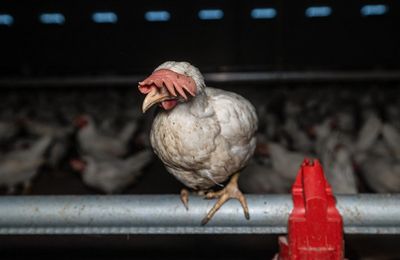 Tiertötungen zu Nahrungszwecken sind kein in Stein gemeißeltes Recht