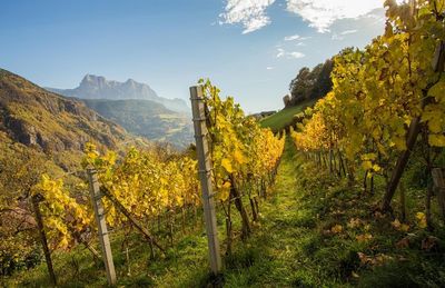 Wo der Herbst nach Kastanien und jungem Wein schmeckt 