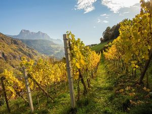 Wo der Herbst nach Kastanien und jungem Wein schmeckt Wo der Herbst nach Kastanien und jungem Wein schmeckt