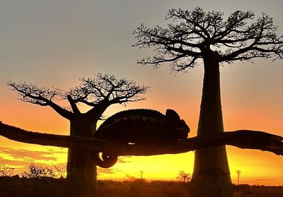 Madagaskar oder der große Karneval der Chamäleons
