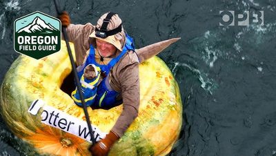 Eine schwimmende Bühne für ein einzigartiges Spektakel, die West Coast Giant Pumpkin Regatta