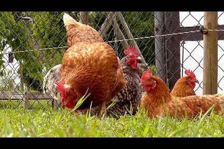 Frau überfährt absichtlich Huhn