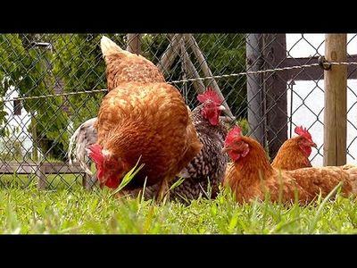 Frau überfährt absichtlich Huhn