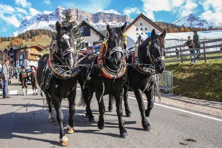 Pferde-Prozession: Festlich geschmückte Noriker- und Haflingergespanne ziehen durch die Straßen