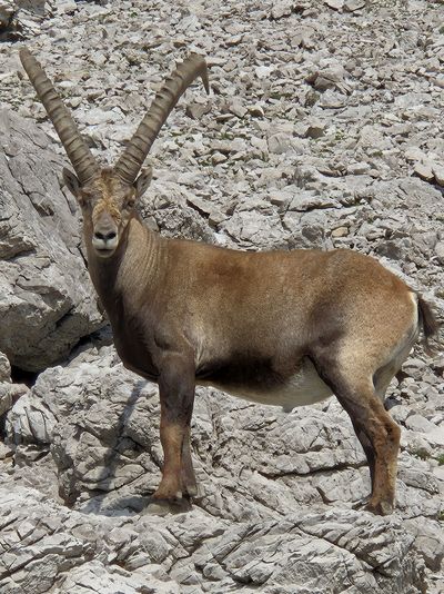 Beim genauen Hinschauen lässt sich am Lechweg zwischen Wurzeln und Steinen der eine oder andere Steinbock erblicken
