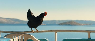 Das Huhn in Freiheit