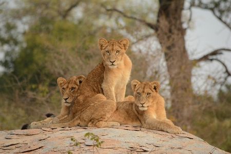 Löwen im Kruger Nationalpark 
