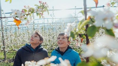 Nicht ohne Grund Apfelstadt: Dank günstiger Lage und über 300 Sonnenstunden im Jahr bietet Leifers die besten Bedingungen für üppiges Wachstum. Kilometerlange Apfelhaine versprechen kulinarische Genüsse