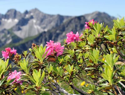 Der so genannten Almrausch am Lechweg