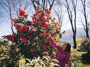 Das Event Camelie Locarno findet in einer Grünanlage am Ufer des Lago Maggiore statt, die über eintausend Pflanzen und 200 Kamelienarten beherbergt Das Event Camelie Locarno findet in einer Grünanlage am Ufer des Lago Maggiore statt, die über eintausend Pflanzen und 200 Kamelienarten beherbergt