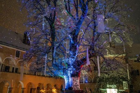 Der sprechende Feenbaum: Ein Highlight des Millstätter Lichtwegs