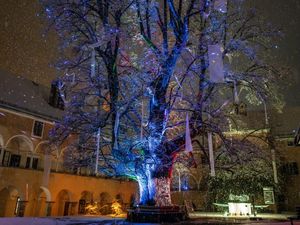 Der sprechende Feenbaum: Ein Highlight des Millstätter Lichtwegs Der sprechende Feenbaum: Ein Highlight des Millstätter Lichtwegs