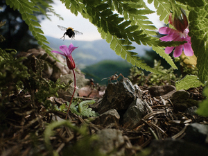 INSEKTEN – HELDEN IM VERBORGENEN INSEKTEN – HELDEN IM VERBORGENEN