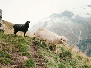 Während in anderen Teilen Tirols Kühe beim traditionellen Almabtrieb ins Tal geführt werden, kehren in Osttirol ganze Heerscharen von Schafen aus ihrem Sommerdomizil im Hochgebirge in die Dörfer zurück Während in anderen Teilen Tirols Kühe beim traditionellen Almabtrieb ins Tal geführt werden, kehren in Osttirol ganze Heerscharen von Schafen aus ihrem Sommerdomizil im Hochgebirge in die Dörfer zurück