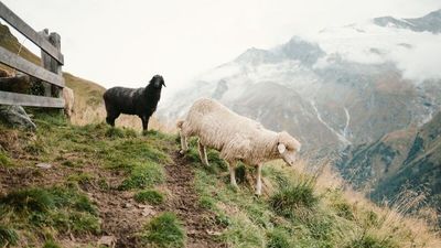 Während in anderen Teilen Tirols Kühe beim traditionellen Almabtrieb ins Tal geführt werden, kehren in Osttirol ganze Heerscharen von Schafen aus ihrem Sommerdomizil im Hochgebirge in die Dörfer zurück