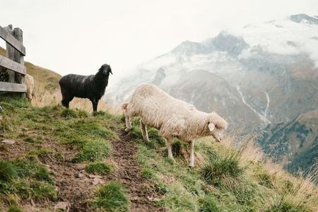 Während in anderen Teilen Tirols Kühe beim traditionellen Almabtrieb ins Tal geführt werden, kehren in Osttirol ganze Heerscharen von Schafen aus ihrem Sommerdomizil im Hochgebirge in die Dörfer zurück