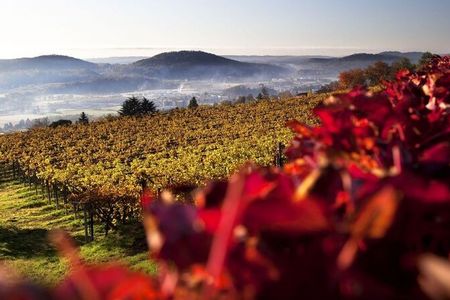 Aus den dunkelblauen Trauben im Tessiner Mendrisiotto entsteht neben dem bekannteren roten auch weißer Merlot