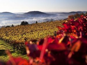 Aus den dunkelblauen Trauben im Tessiner Mendrisiotto entsteht neben dem bekannteren roten auch weißer Merlot Aus den dunkelblauen Trauben im Tessiner Mendrisiotto entsteht neben dem bekannteren roten auch weißer Merlot