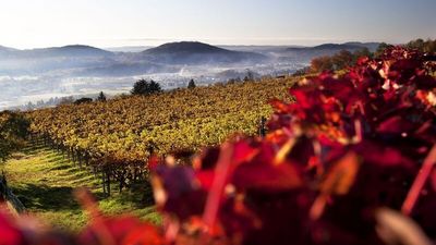 Aus den dunkelblauen Trauben im Tessiner Mendrisiotto entsteht neben dem bekannteren roten auch weißer Merlot