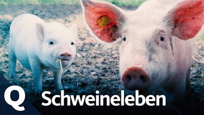  Sprechende Schweine - KI übersetzt Tiersprache