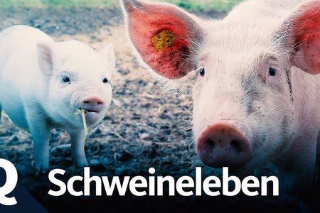  Sprechende Schweine - KI übersetzt Tiersprache