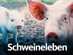 Sprechende Schweine - KI übersetzt Tiersprache Sprechende Schweine - KI übersetzt Tiersprache