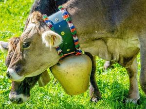 Die Almabtriebe nach Steeg, Elbigenalp und Co. werden im Tiroler Lechtal jedes Jahr groß gefeiert Die Almabtriebe nach Steeg, Elbigenalp und Co. werden im Tiroler Lechtal jedes Jahr groß gefeiert