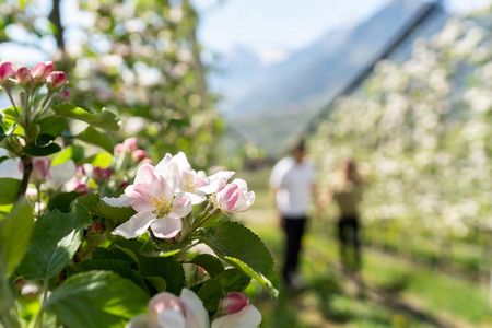 Das Etschtal in voller Apfelblüte