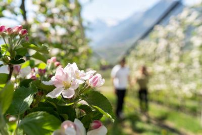 Das Etschtal in voller Apfelblüte
