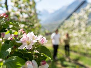 Das Etschtal in voller Apfelblüte