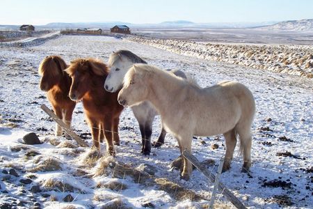 Island Pferde im Winter
