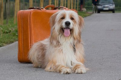 Mit guter Planung kann auch der Hund die Reise unbeschwert genießen