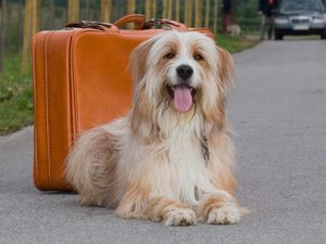 Mit guter Planung kann auch der Hund die Reise unbeschwert genießen Mit guter Planung kann auch der Hund die Reise unbeschwert genießen