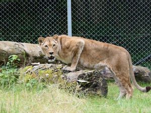 Die ehemalige Zirkuslöwin Manuschka kann in der TIERART Wildtierstation von VIER PFOTEN ein artgemäßes Leben führen Die ehemalige Zirkuslöwin Manuschka kann in der TIERART Wildtierstation von VIER PFOTEN ein artgemäßes Leben führen