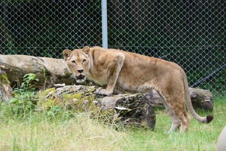 Die ehemalige Zirkuslöwin Manuschka kann in der TIERART Wildtierstation von VIER PFOTEN ein artgemäßes Leben führen