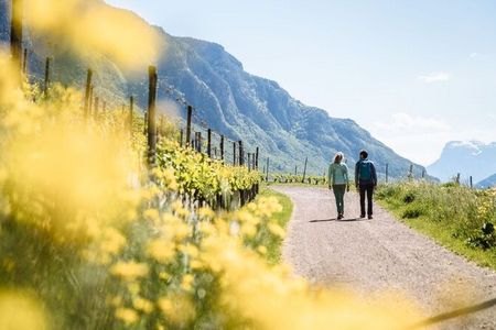 Weinwandern durch die Geschichte des Pinot Noir: Die Terrassen über den Dörfern Neumarkt und Montan im Südtiroler Unterland gelten italienweit als Paradelagen