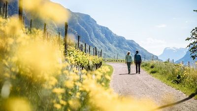 Weinwandern durch die Geschichte des Pinot Noir: Die Terrassen über den Dörfern Neumarkt und Montan im Südtiroler Unterland gelten italienweit als Paradelagen