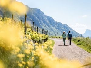 Weinwandern durch die Geschichte des Pinot Noir: Die Terrassen über den Dörfern Neumarkt und Montan im Südtiroler Unterland gelten italienweit als Paradelagen Weinwandern durch die Geschichte des Pinot Noir: Die Terrassen über den Dörfern Neumarkt und Montan im Südtiroler Unterland gelten italienweit als Paradelagen