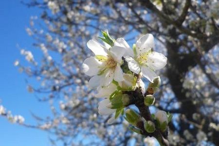 Wie der Duft der Mandelblüte ins Fläschchen gelangt, erfahren Gäste des Grupotel Playa de Palma Suites & Spa bei einer Besichtigung der Parfümwerkstatt von „Flor d’Ametler“ in Pont d’Inca auf Mallorca