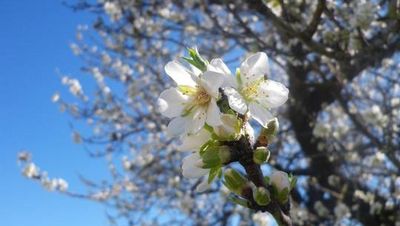 Wie der Duft der Mandelblüte ins Fläschchen gelangt, erfahren Gäste des Grupotel Playa de Palma Suites & Spa bei einer Besichtigung der Parfümwerkstatt von „Flor d’Ametler“ in Pont d’Inca auf Mallorca