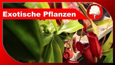 Exotische Blumen: Eine Welt der Vielfalt
