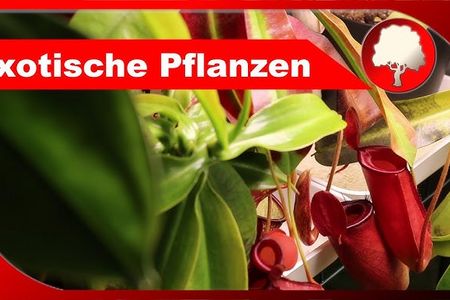 Exotische Blumen: Eine Welt der Vielfalt
