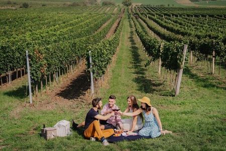 Im Herbst verwandelt sich Tschechien, besonders Südmähren, in ein lebendiges Weinerlebnis: Traditionelle Weinlesefeste locken – etwa in Znojmo, Mikulov (Pálava) oder Prag – mit historischen Umzügen, Folklore, Musik und natürlich reichlich Weinverkostung